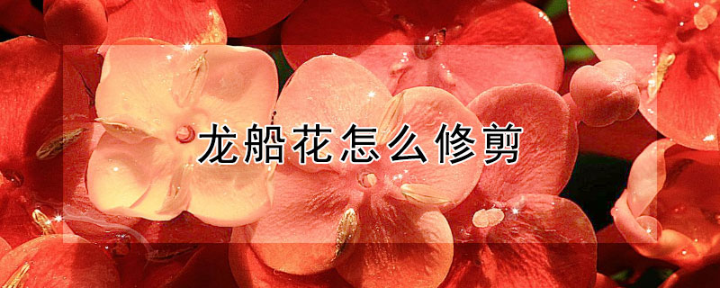 龙船花怎么修剪