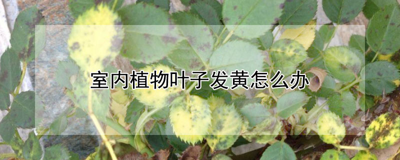 室内植物叶子发黄怎么办