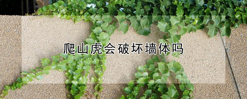 爬山虎会破坏墙体吗 爬山虎会把墙爬坏吗