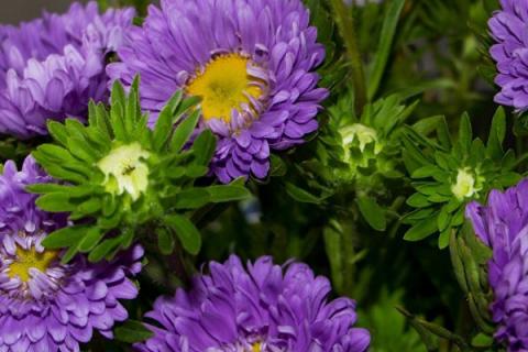 紫苑的养殖方法和注意事项
