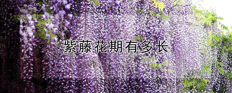 紫藤花期有多长（紫藤花几月开花）