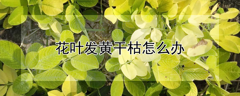 花叶发黄干枯怎么办 花叶发干发黄怎么办