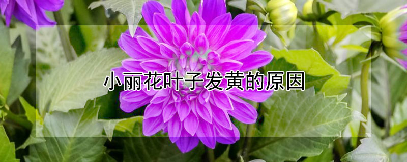 小丽花叶子发黄的原因 小丽花为什么叶子发黄