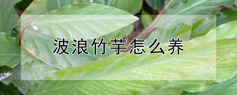 波浪竹芋怎么养