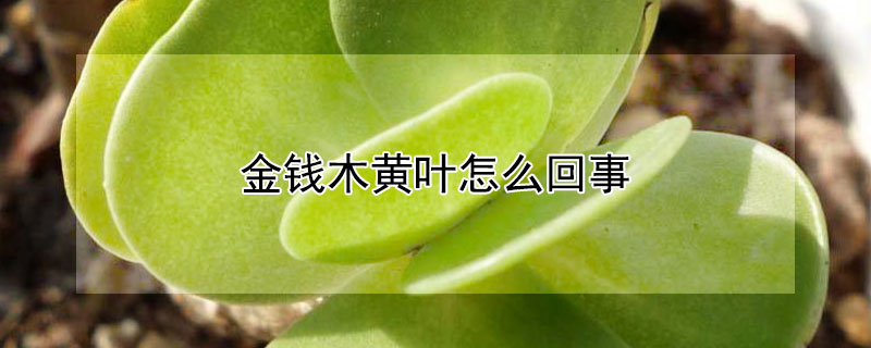 金钱木黄叶怎么回事