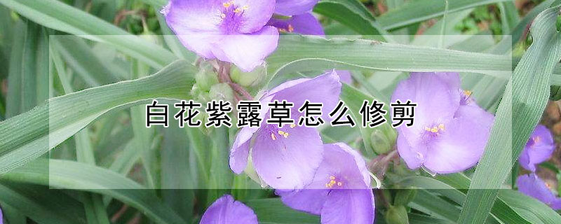 白花紫露草怎么修剪