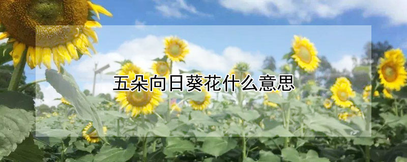 五朵向日葵花什么意思