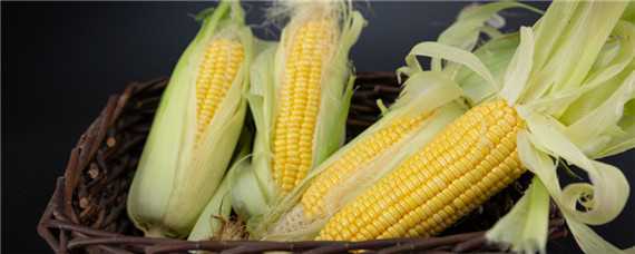 夏播玉米的高产品种 夏播玉米的高产品种有哪些