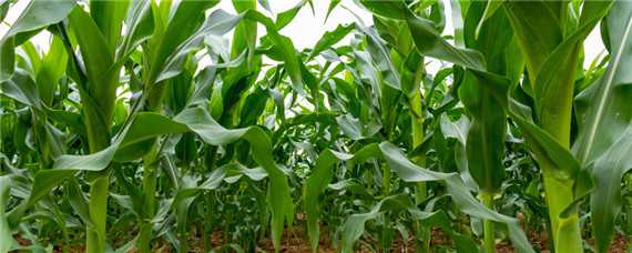 联创839玉米特性 联创839玉米特性和产量