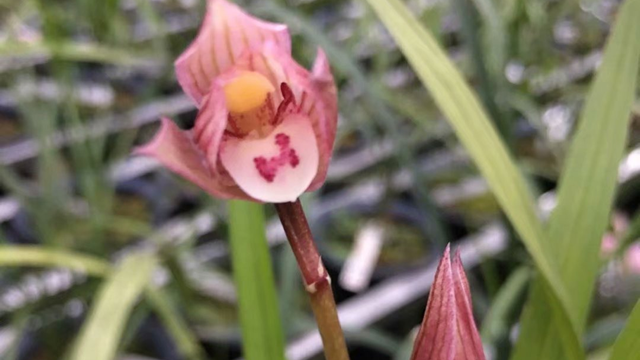 兰花小桃红种植方法（兰花小桃红种植方法和技术）