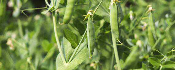 豌豆种植技术和种植时间 豌豆种植技术与时间