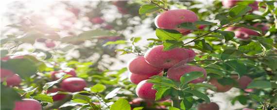 红富士苹果亩产 红富士苹果亩产经济效益