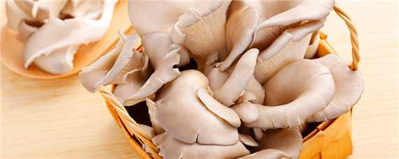 种植平菇的配料方法 种植平菇的配料方法大全