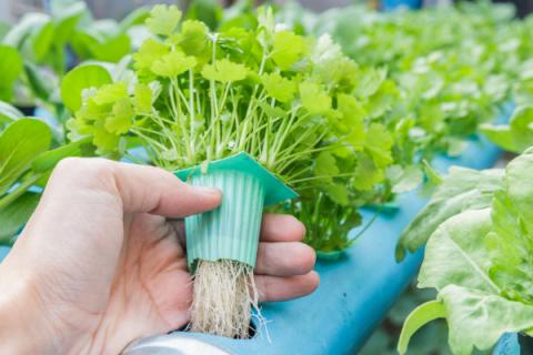 水培蔬菜如何育苗