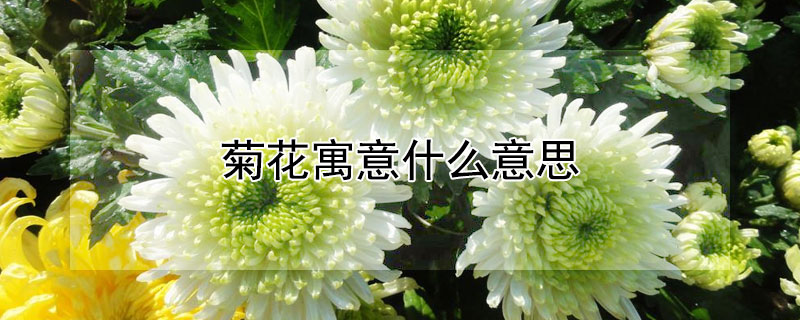 菊花寓意什么意思