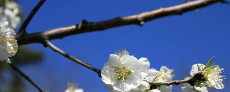 梨树开花期间如何防冻伤（梨树开花期遇到霜冻怎么办）