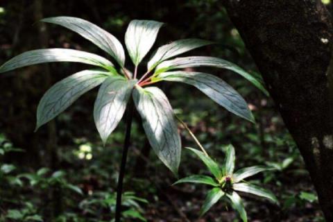 重楼种植技术