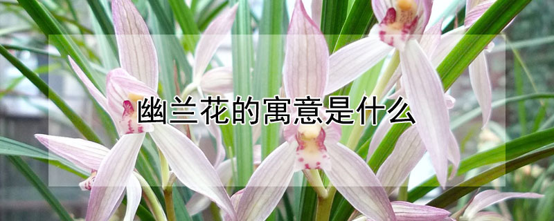 幽兰花的寓意是什么（幽兰花的意思）