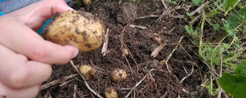土豆盆景的制作方法 土豆盆栽方法