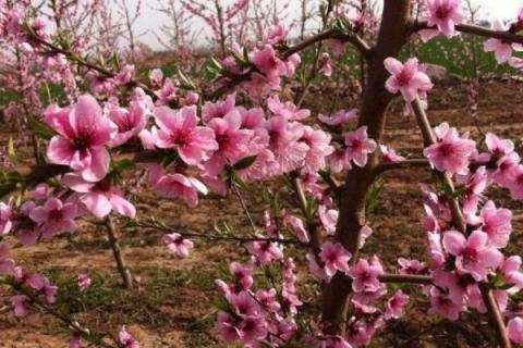 桃树施肥时间和方法