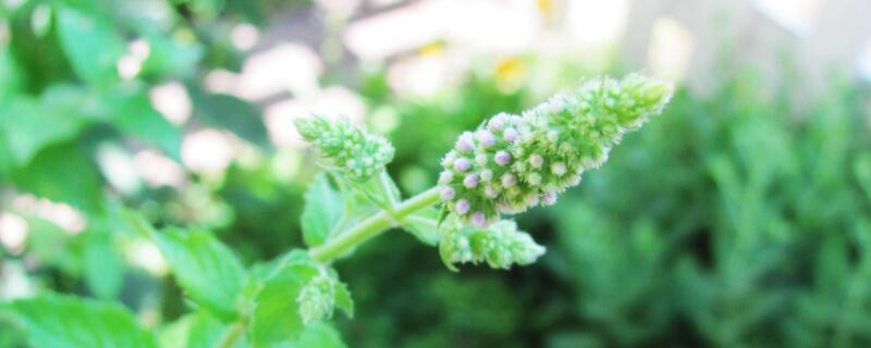 食蚊草怎么养殖（食蚊草是否适合家里养）