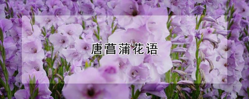 唐菖蒲花语 唐菖蒲花语和寓意