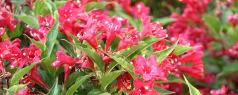 锦带花的种植与养护 锦带花的种植方法