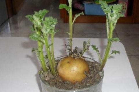 土豆盆景的制作方法