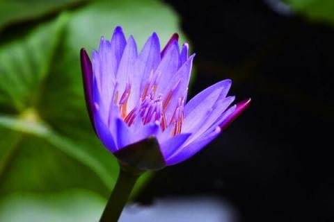 紫色睡莲插花不开花