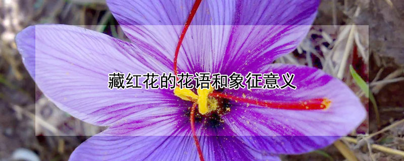 藏红花的花语和象征意义（藏红花象征什么）