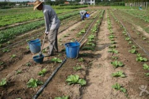 农家肥的施肥方法