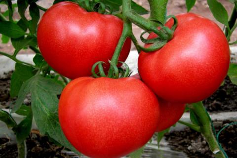 番茄的种植 