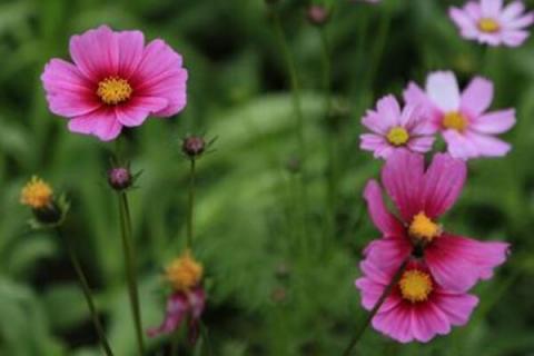 格桑花一年开几次