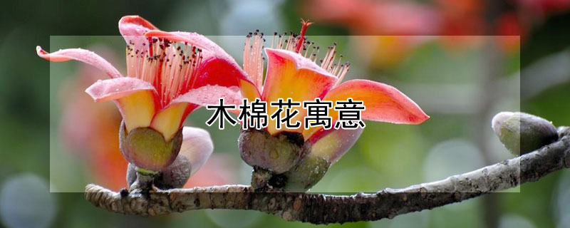 木棉花寓意 木棉花寓意是什么