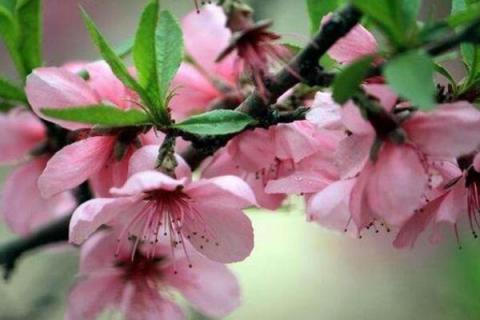 桃树施肥时间和方法