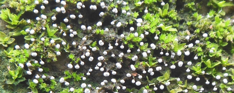 野生苔藓的种植方法