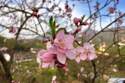 桃树开花了还能修剪吗