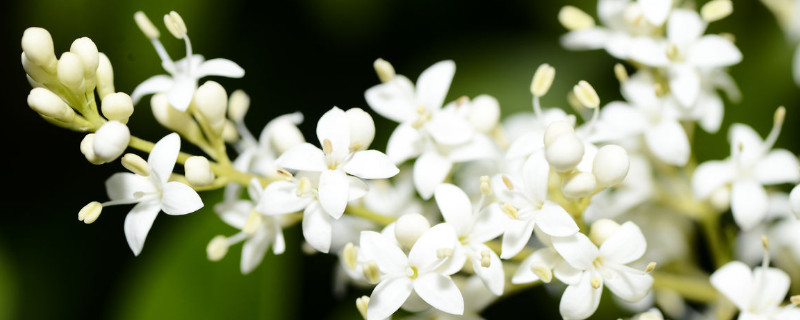 夜来香怎么养开花多