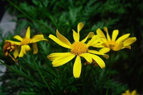 黄金菊扦插繁殖方法