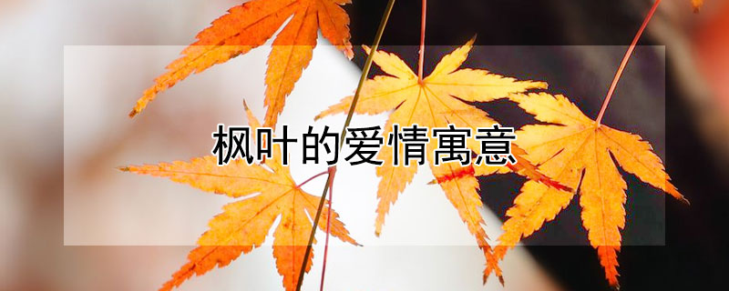 枫叶的爱情寓意（枫叶的爱情寓意是什么）