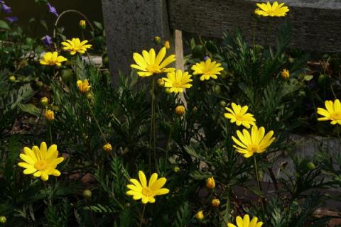 黄金菊扦插繁殖方法