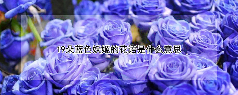 19朵蓝色妖姬的花语是什么意思 11朵蓝色妖姬的花语是什么
