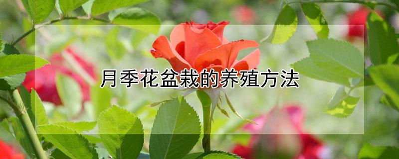 月季花盆栽的养殖方法