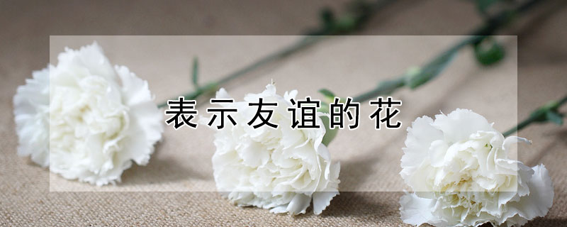 表示友谊的花