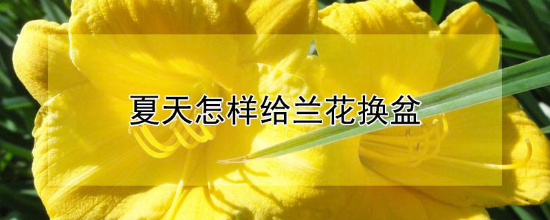 夏天怎样给兰花换盆