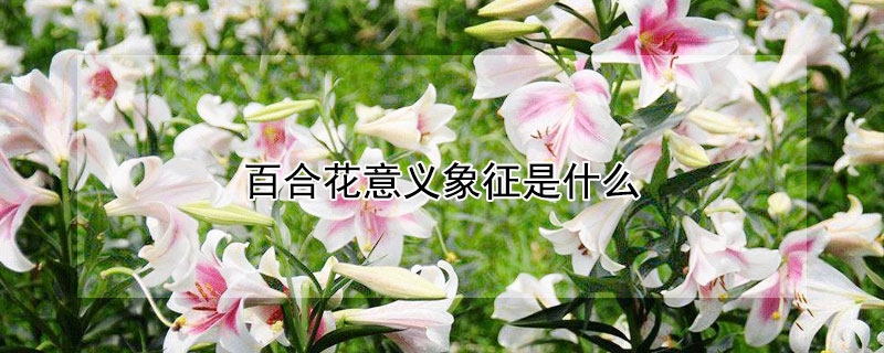 百合花意义象征是什么