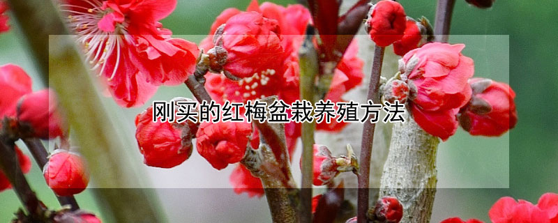刚买的红梅盆栽养殖方法 刚买的红梅的养殖方法和注意