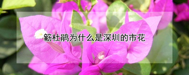 簕杜鹃为什么是深圳的市花 簕杜鹃为什么是深圳市的市花