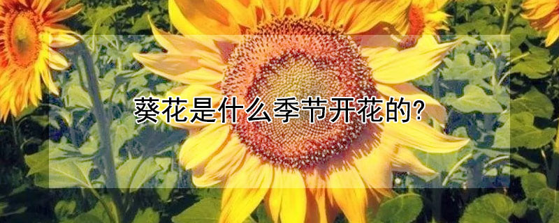 葵花是什么季节开花的?