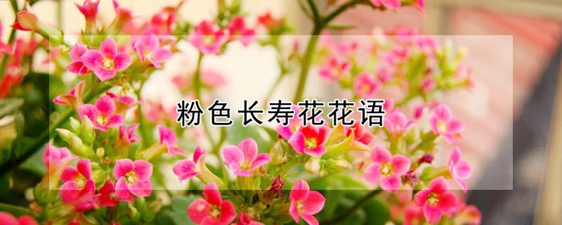 粉色长寿花花语（粉色长寿花花语是什么）